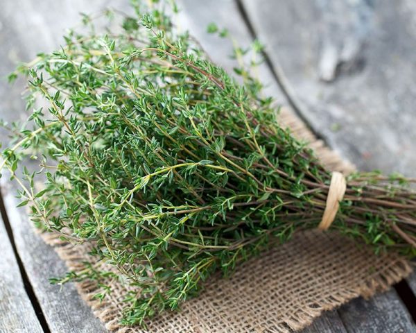 Thyme (red)